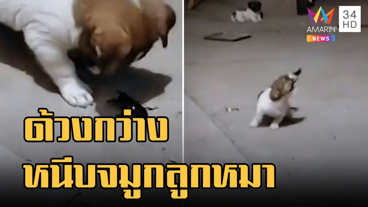 ร้องลั่น น้องหมาหวังเล่นกับด้วงกว่าง โดนหนีบจมูกดิ้นไม่เป็นท่า