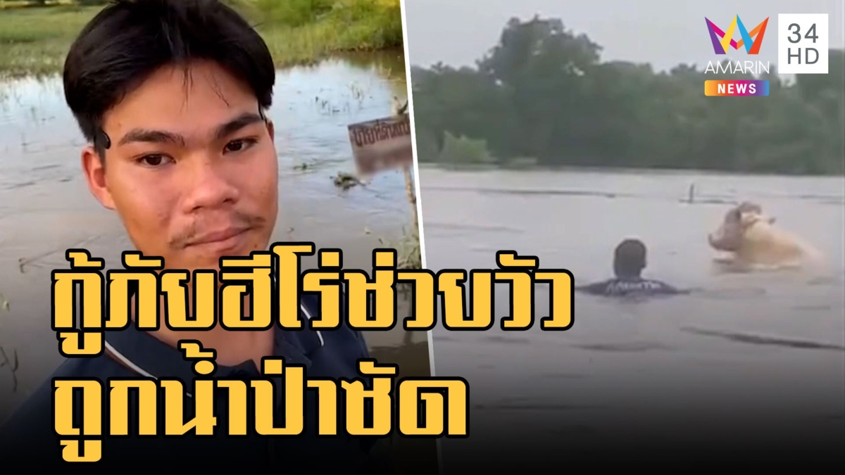 ฮีโร่กู้ภัย โดดช่วยวัว 7 ตัวถูกน้ำป่าซัด