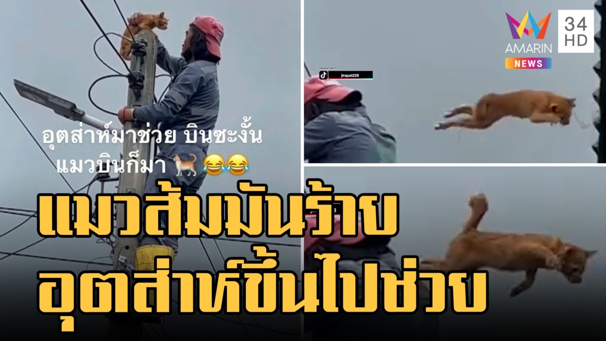 แมวส้มปีนเสาไฟฟ้า พี่ช่างขึ้นไปช่วยมันโดดหนีเฉยเลย