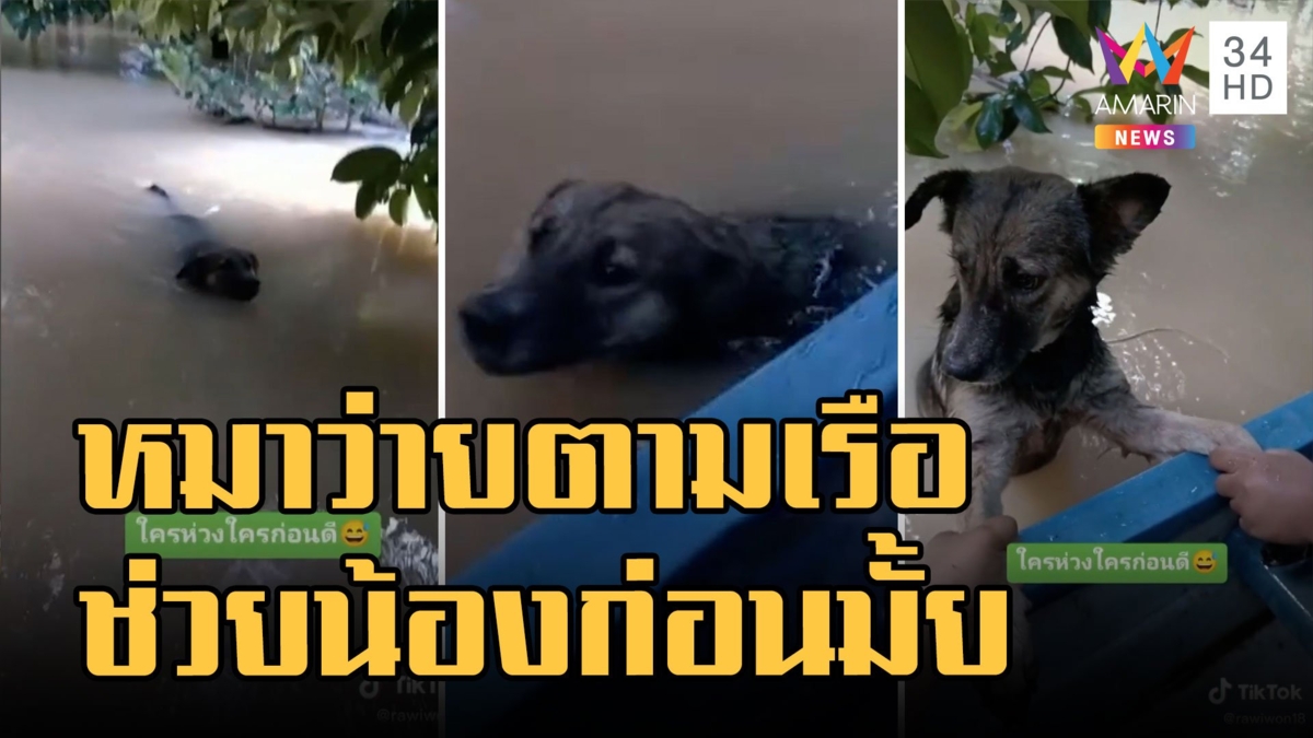 น้องหมาว่ายน้ำตามเจ้าของ ทัวร์ลงชาวเน็ตฉะวางมือถือช่วยหมาก่อนมั้ย