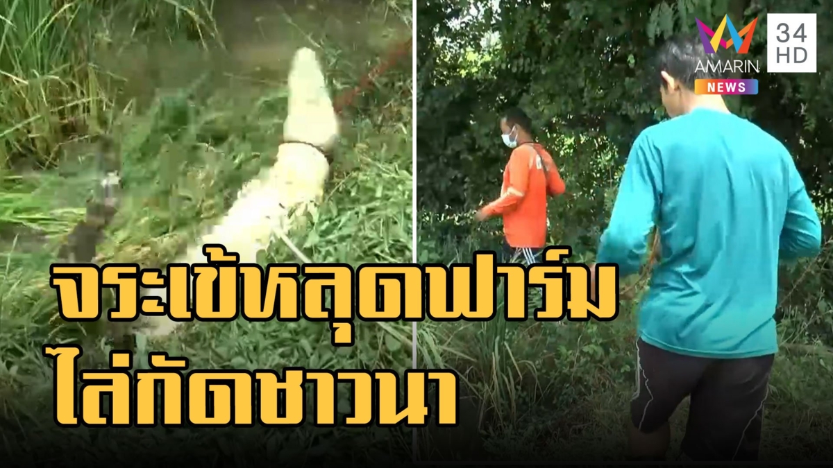 จระเข้ไล่กัดชาวบ้านในทุ่งนา ตัวที่ 4 แล้ว เจ้าของฟาร์มชิงจับ ไม่ยอมรับไอ้เข้หลุด