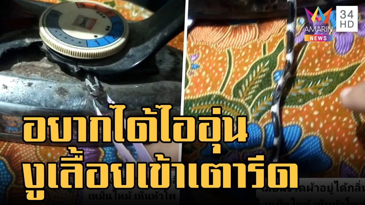 งูเลื้อยเข้าไปอยู่ในเตารีด เพราะอยากได้รับความอบอุ่น