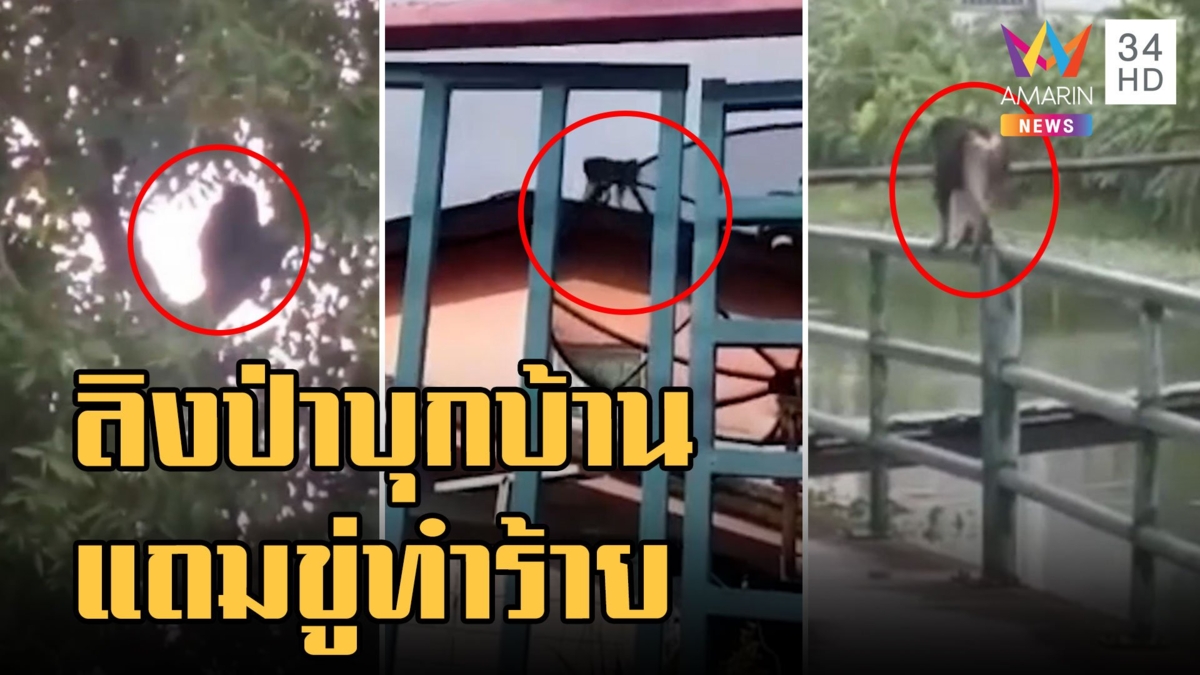 ลิงหลุดจากป่าบุกบ้านคน หวั่นทำร้ายเด็ก แถมดุอีกตั้งหาก