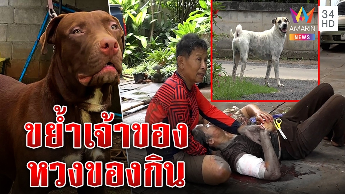 แฉภาพยายถูกพิตบูลเนรคุณขย้ำคอ ผัวกอดร่างอุดเลือด แฉหมาไทยยั่วหวงของกิน