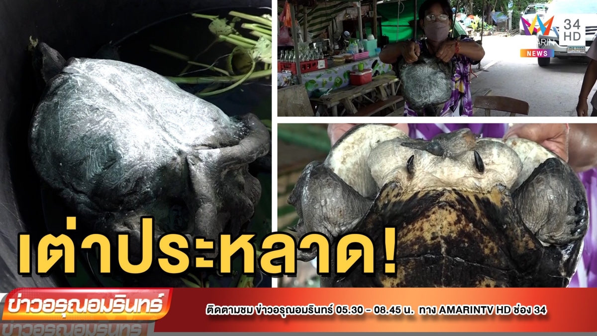 ตะลึง! เต่าอายุ 100 ปี สุดประหลาด
