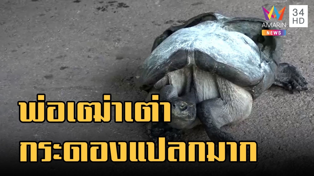 เต่ากระดองสุดแปลก มีที่ให้จับอุ้มด้วย คาดอายุไม่ต่ำกว่า 100 ปี