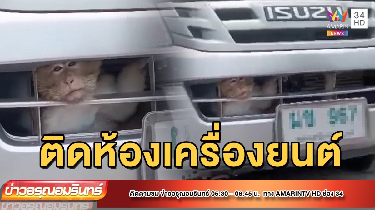 ลูกลิงซุกซนจนได้เรื่อง...ติดในห้องเครื่องรถยนต์