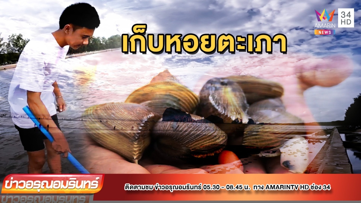 เก็บหอยตะเภา ภายหลังจากพายุเข้า