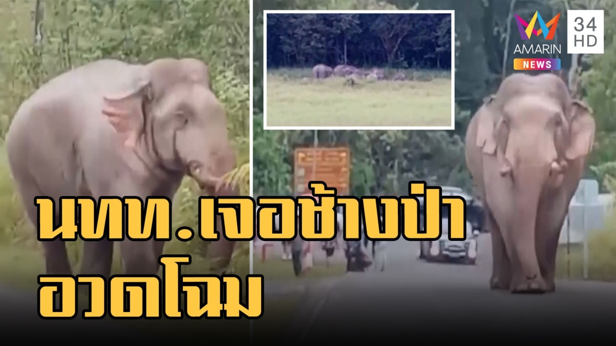 นักท่องเที่ยวตื่นตา! ช้างป่าเขาใหญ่เดินอวดโฉม แถมเจออีกโขลงมากินดินโป่ง