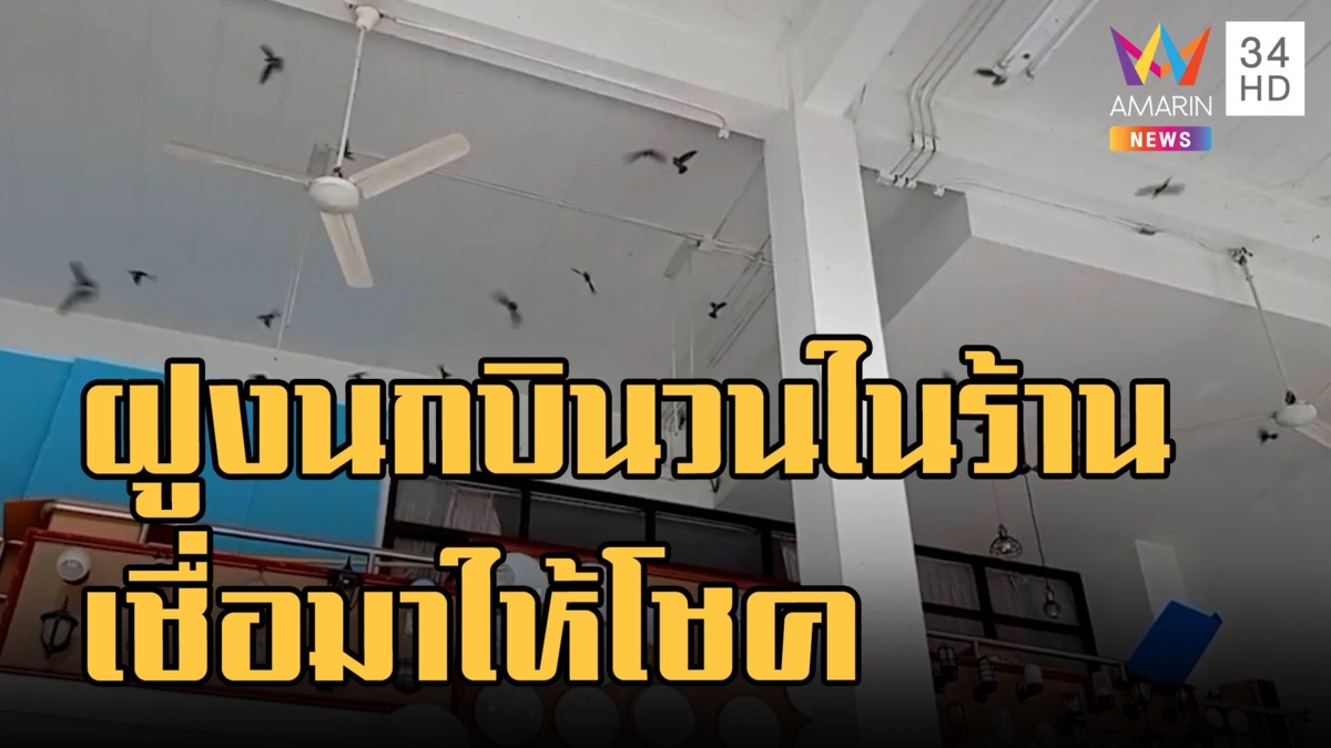 ฝูงนกนางแอ่น บินวนในร้านค้า เชื่อมาให้โชค