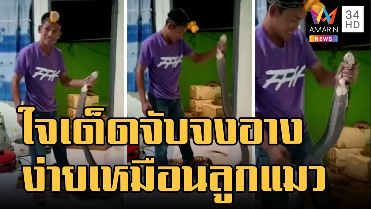 หนุ่มใจเด็ด! จับงูจงอางดุด้วยมือเปล่าเหมือนจับลูกแมว