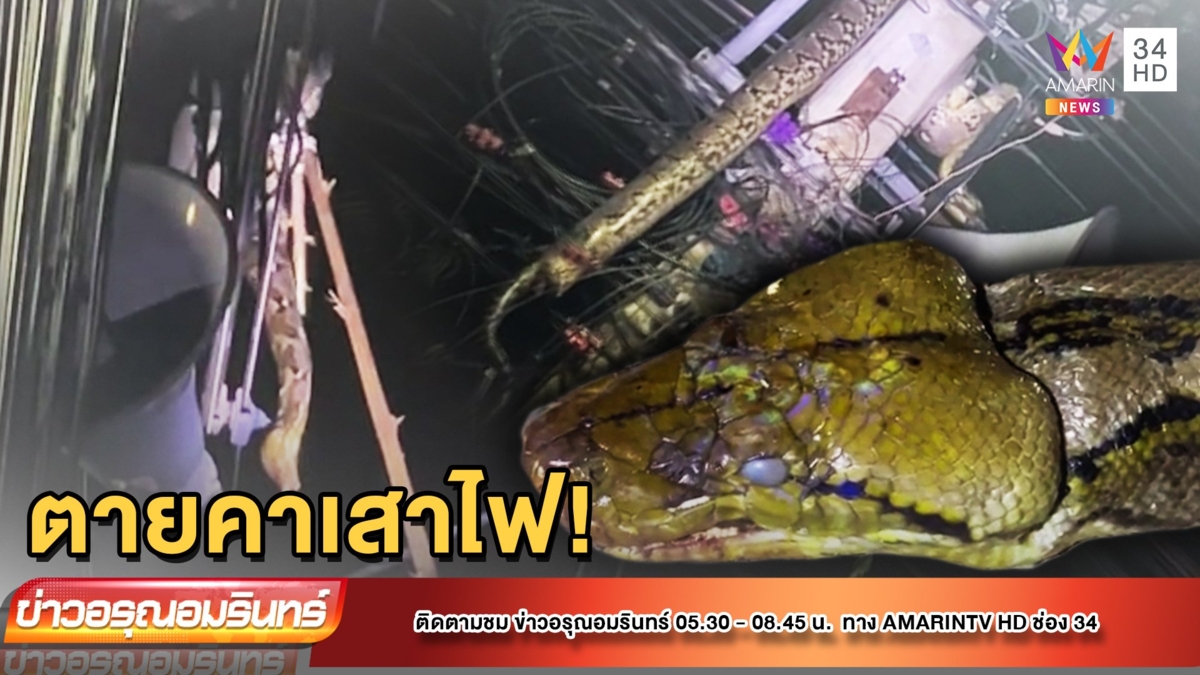 ผวา! งูเหลือมยาว 4 เมตร เลื้อยขึ้นเสาไฟถูกช็อตตาย