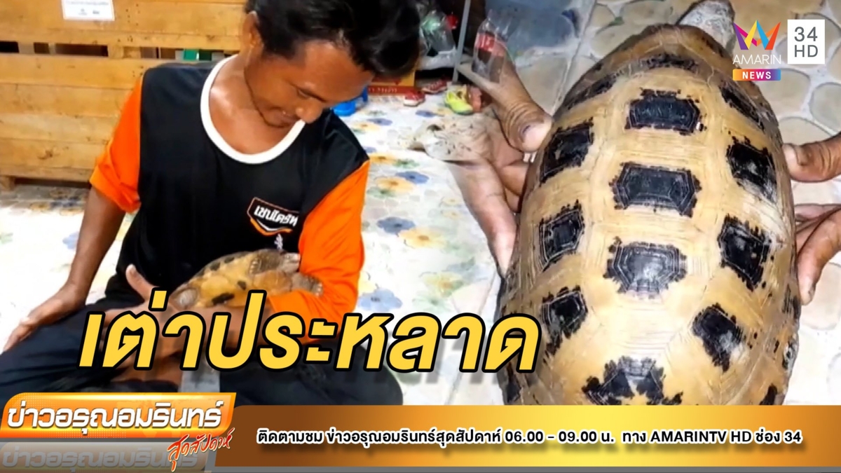ฮือฮา! ช่างซ่อมรถยนต์เจอเต่าสีทองสุดแปลก