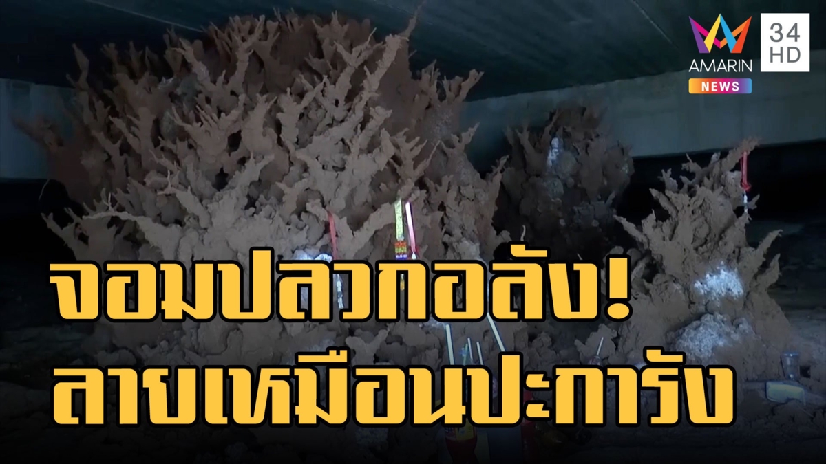 จอมปลวกสุดอลังการ หน้าตาเหมือนปะการัง คล้ายงานศิลปะมาก