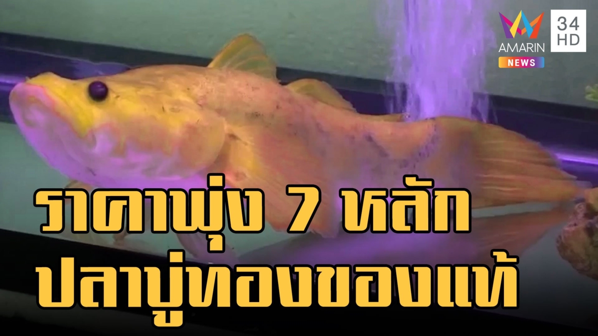 ปลาบู่ทองของจริง! นักเล่นปลาขอซื้อราคาพุ่ง 7 หลัก