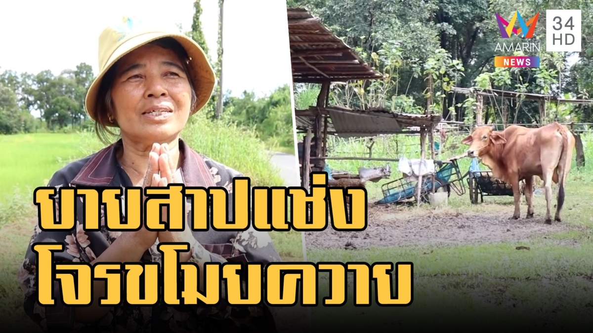 โจรขโมยควายยาย พนมมือไหว้สาปแช่ง ขอให้พังพินาศ
