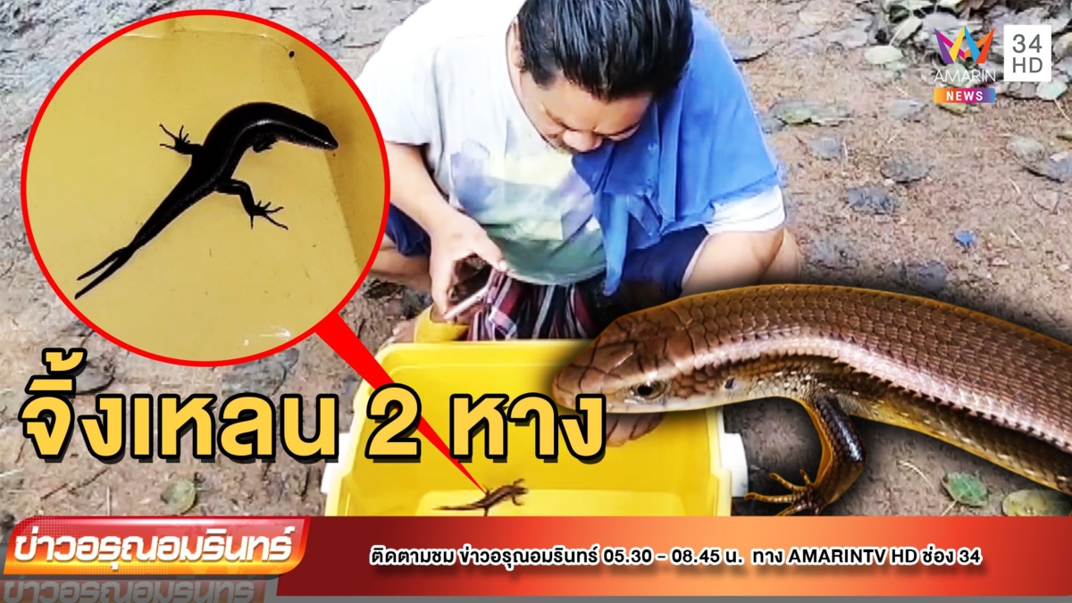 สุดแปลก! จิ้งเหลน 2 หางบุกถึงห้องนอนช่างเลี่ยมกรอบพระ