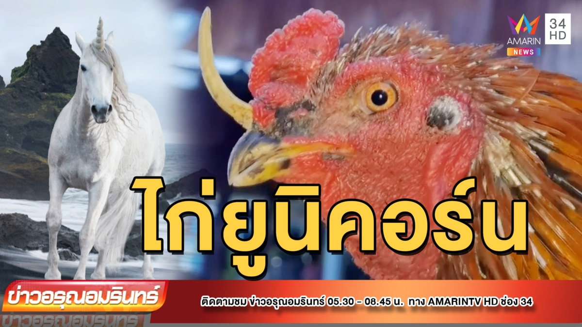 ไก่แปลก! เดือยขึ้นปากเหมือนเขายูนิคอร์น
