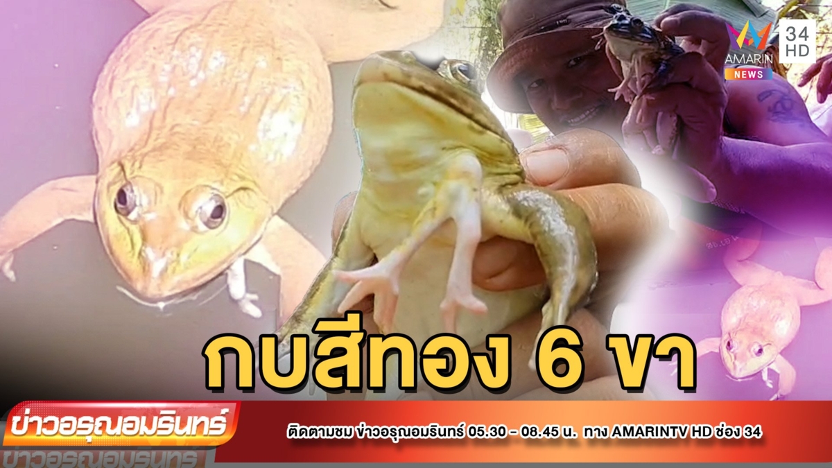 สุดแปลก! กบสีทอง 6 ขา