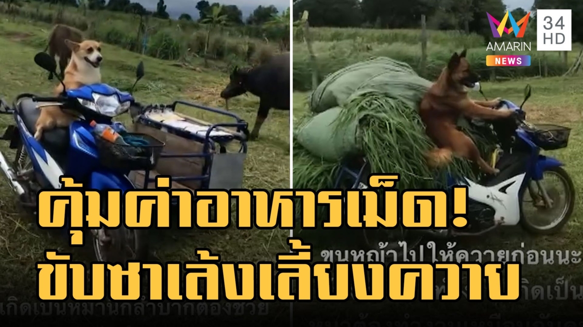 อยู่บ้านท่านอย่านิ่งดูดาย! น้องหมาขับซาเล้งไปเลี้ยงควาย