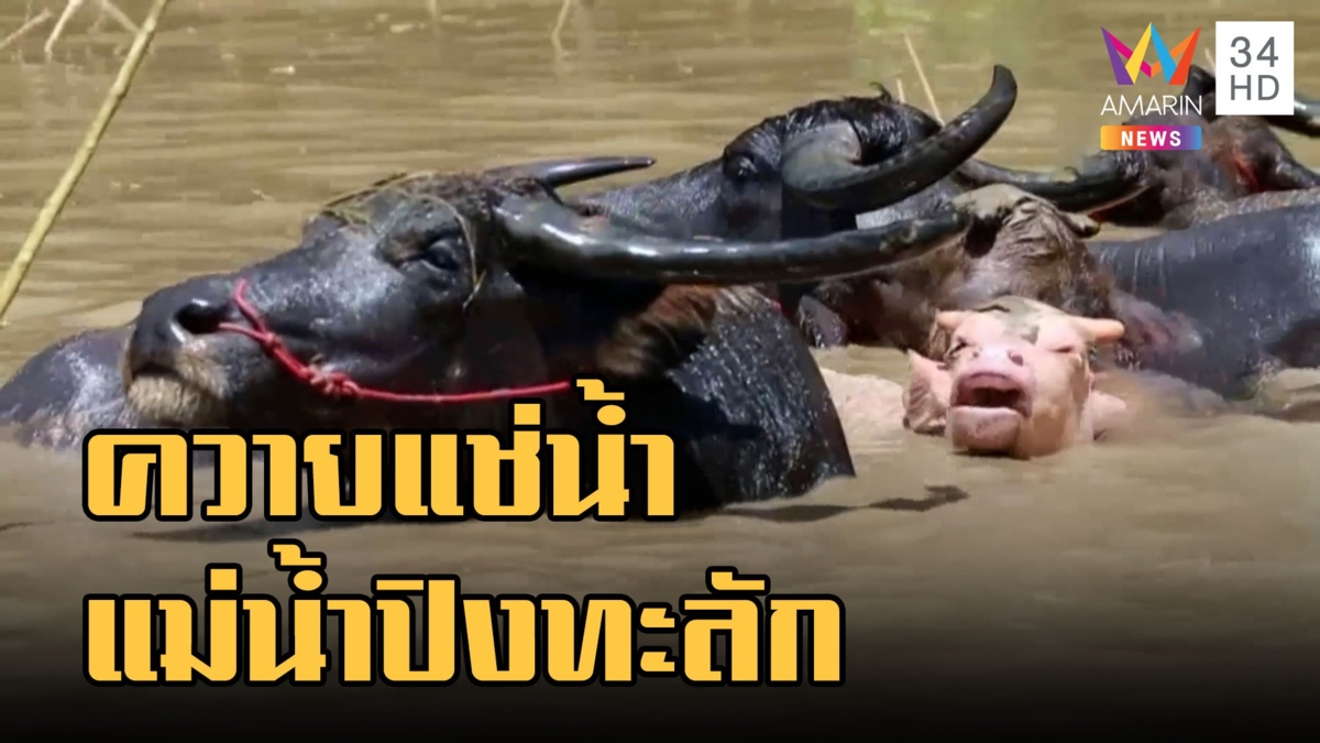 แม่น้ำปิงทะลัก อพยพฝูงควาย 20 ตัวหนีน้ำ แต่ท่วมซ้ำหวั่นติดโรค