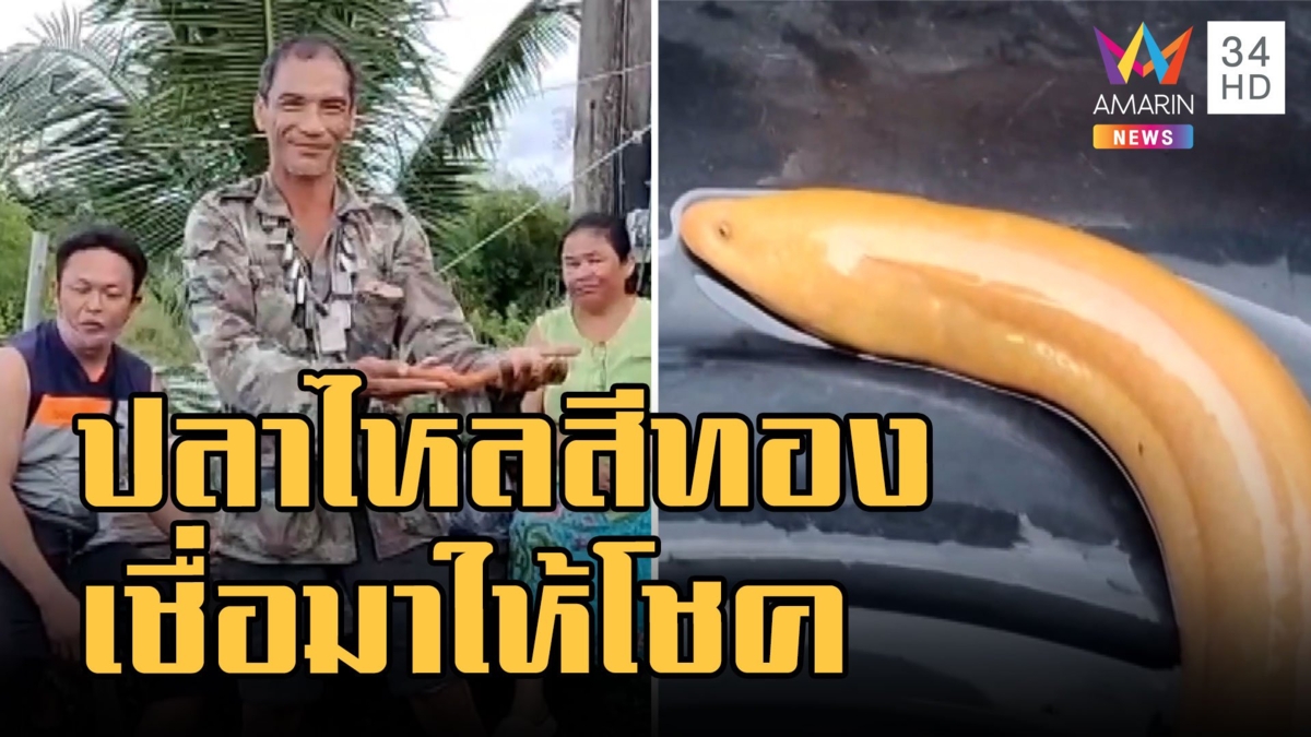 ปลาไหลสีเหลืองทองอร่ามติดในบั้งลัน หาปลา 40 ปี เพิ่งเจอตัวแรก