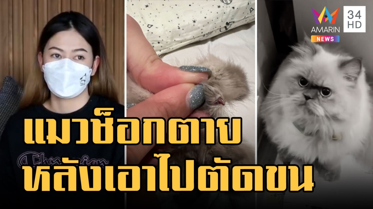 เจ้าของใจสลาย! เอาแมวไปตัดขน "กัสจัง" แมวเปอร์เซียช็อกตาย