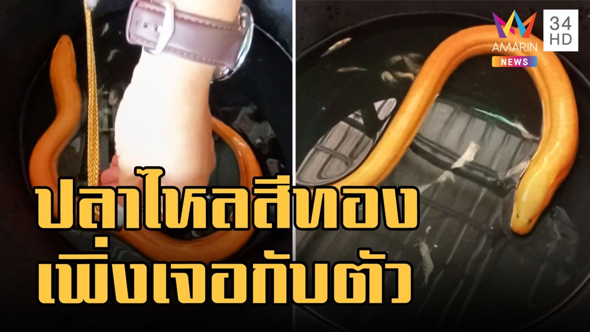 ปลาไหลสีทองอร่ามเทียบกับทองคำจะจะ เจอแต่ในทีวีไม่คิดเจอกับตัว