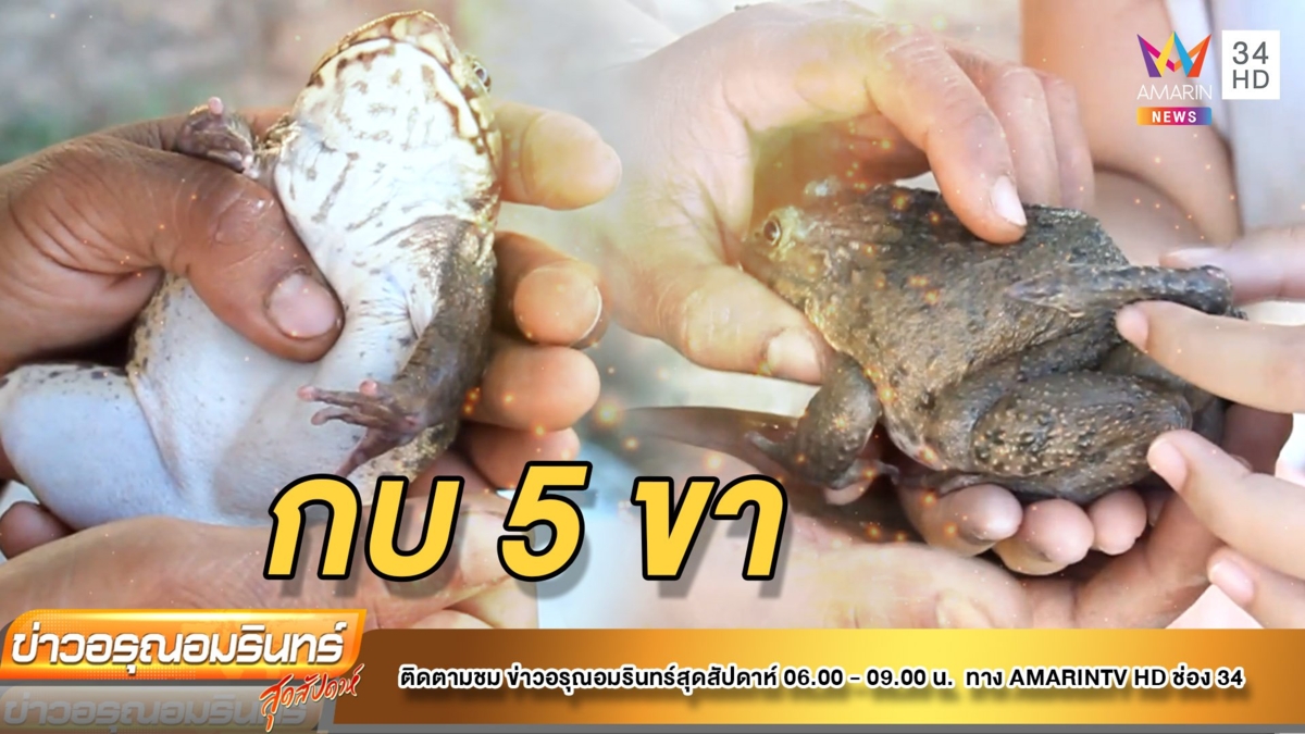 ฮือฮา!  กบแปลก 5 ขา