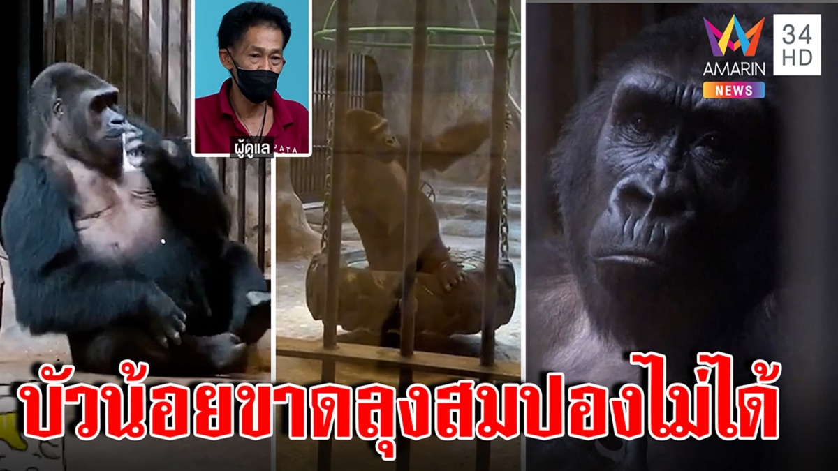 เปิดกรงดูกอริลลาบัวน้อย คนเลี้ยงค้านส่งกลับนอก เผยความแสนรู้ทุกครั้งที่เจอหน้า