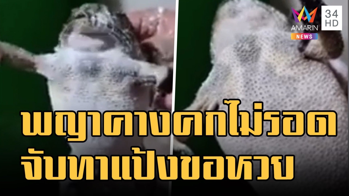 เจอพญาคางคก ป้าทาแป้งหาเลขเด็ด ถ้าไม่ให้จะทอดกินแล้วนะ!