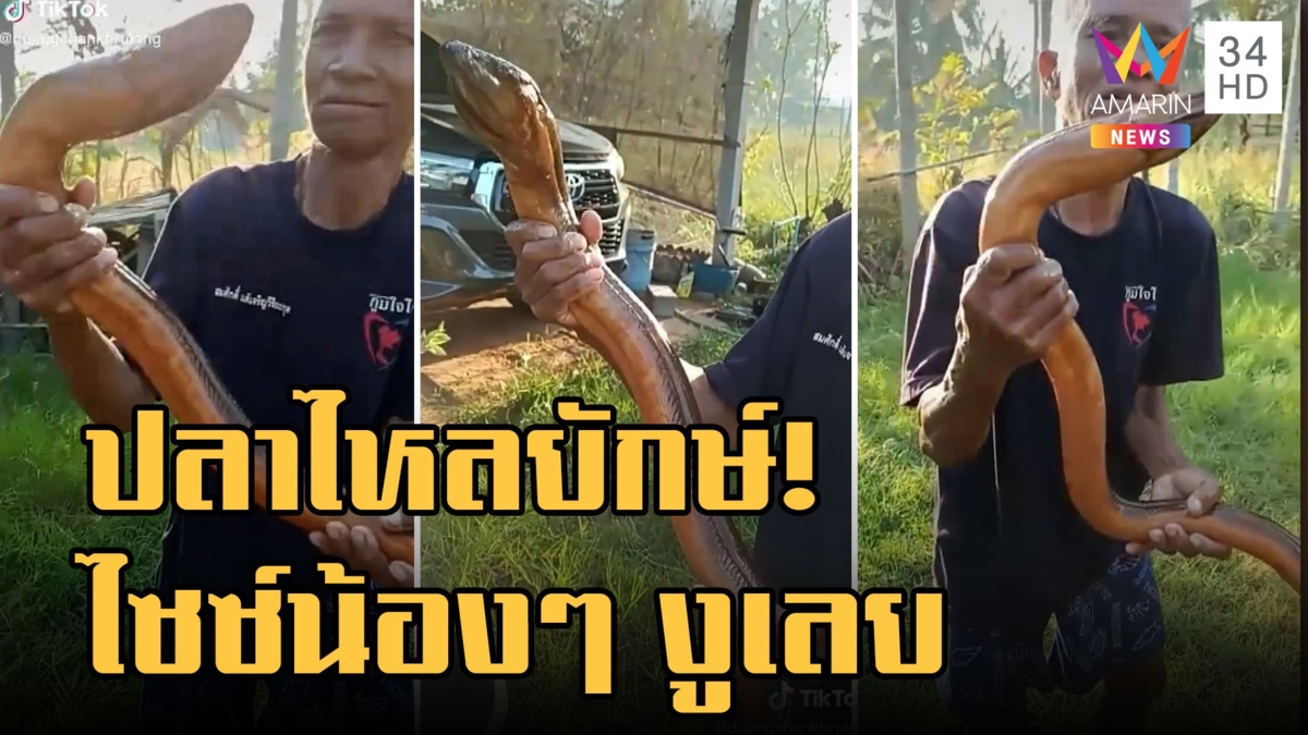 ปลาไหลยักษ์ ตัวเบิ้มน้องๆ งูเลย ชาวเน็ตช่วยคิดเมนูแล้ว