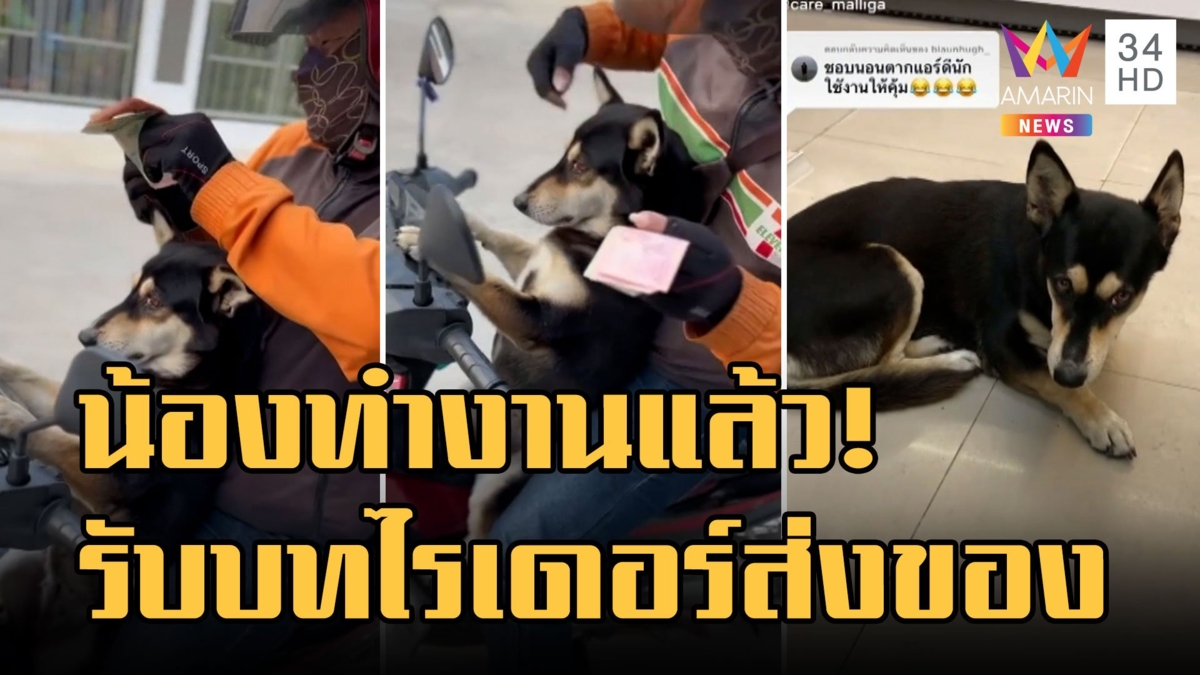 น้องหมาสวมบทไรเดอร์ส่งของ หลังนั่งๆ นอนๆ หน้าเซเว่นมานาน