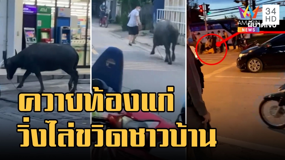ควายหลุดวิ่งไล่ขวิดชาวบ้าน ที่แท้ควายท้องแก่ไถ่ก่อนเข้าโรงฆ่าสัตว์