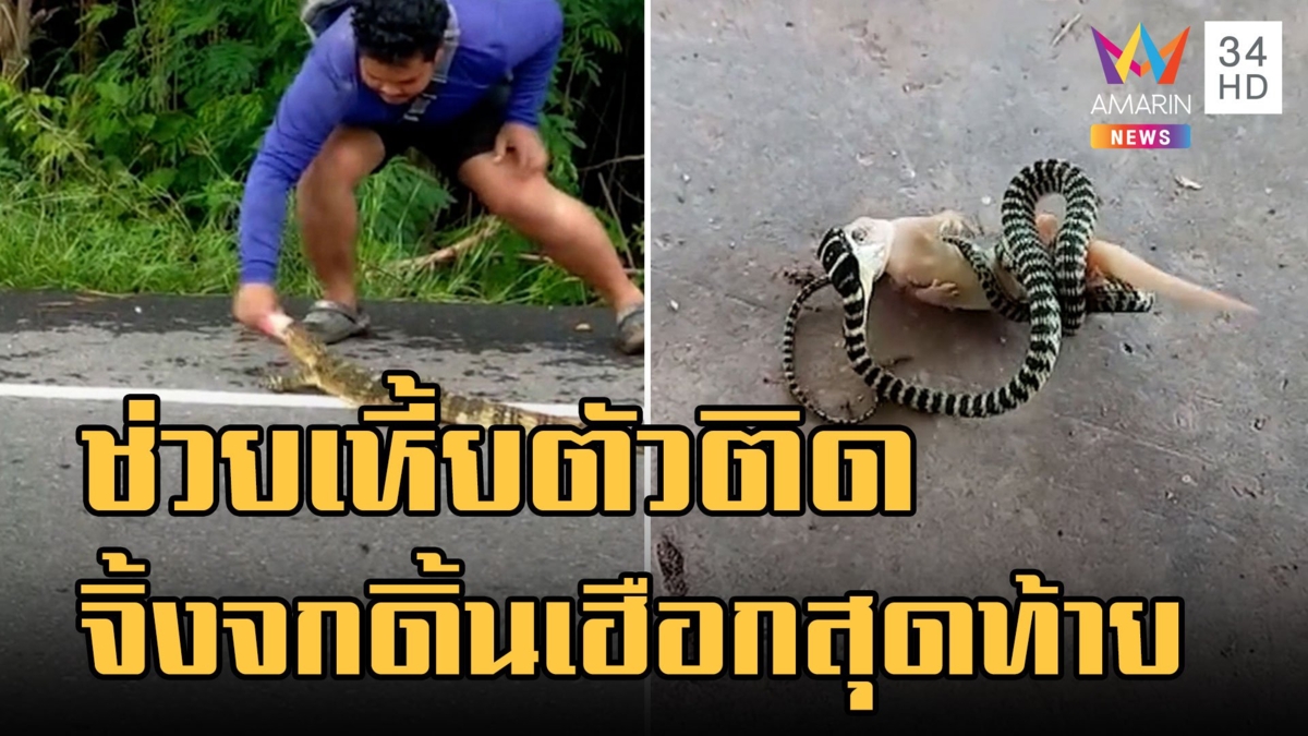 หนุ่มช่วยตัวเหี้ยหัวติดกระป๋องตกใจแรงมันวิ่งเข้าใส่ - จิ้งจกดิ้นเฮือกสุดท้ายสู้งูเขียวจะเขมือบ