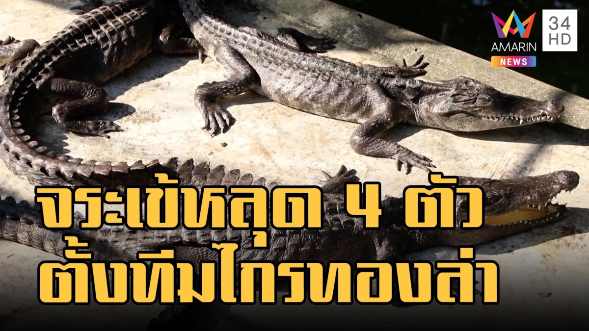 จระเข้หลุดจากฟาร์ม 4 ตัว ผู้ว่าฯ ตั้งทีมไกรทองจ่อเอาผิดคนเลี้ยง