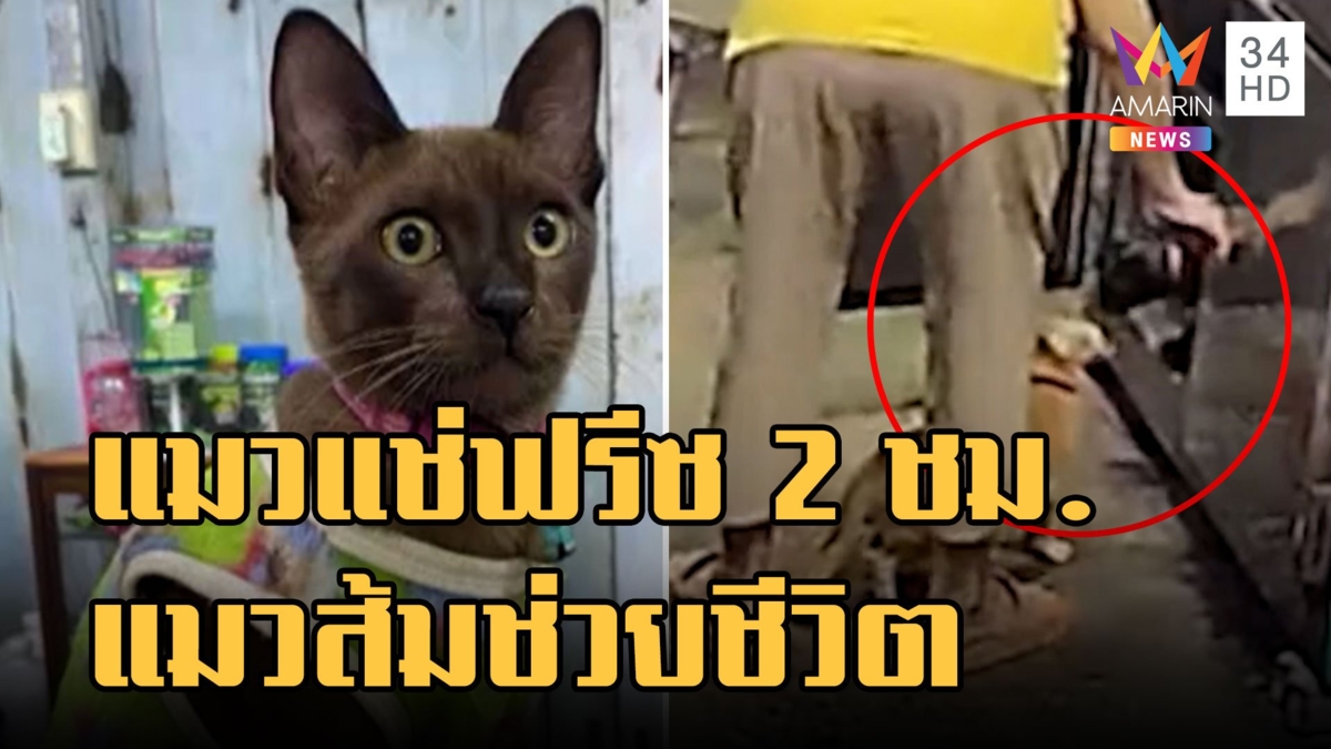 แม่ค้าหยิบของในตู้เย็นน้องแมวเดินเข้าแช่ 2 ชั่วโมง สุดท้ายแมวส้มช่วยชีวิต
