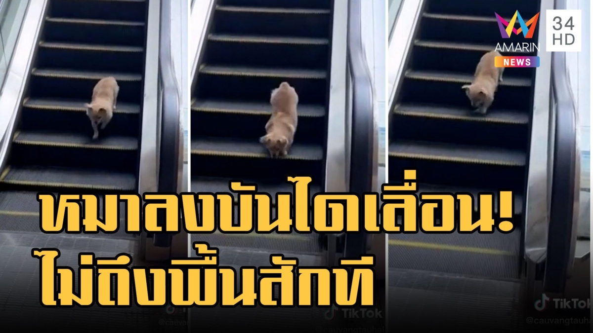 หมาเด็กขาสั้นลงบันไดเลื่อน ลงยังไงก็ไม่ถึงสักที