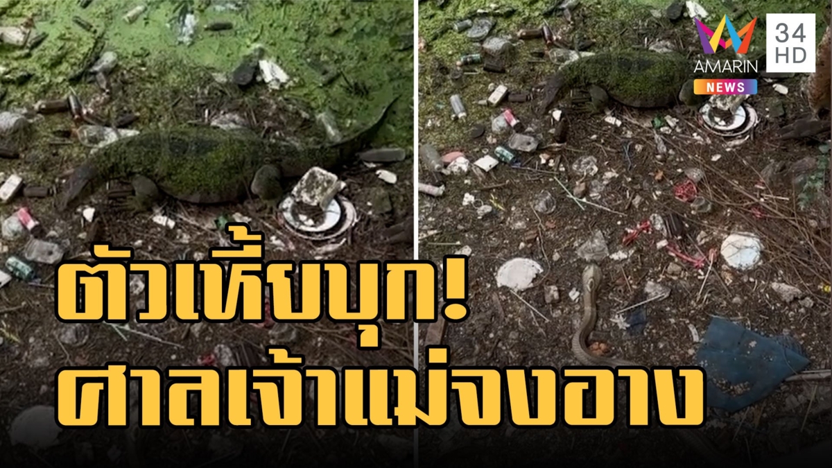 ตัวเหี้ยบุกศาลเจ้าแม่งูจงอาง เจ้าถิ่นจ้องเขม็ง