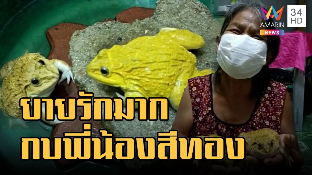 "กุ๊กกิ๊ก-เจ้ามุด" พี่น้องกบสีทองกระโดดเข้าบ้าน ยายเลี้ยงไว้บอกเลยรักมาก