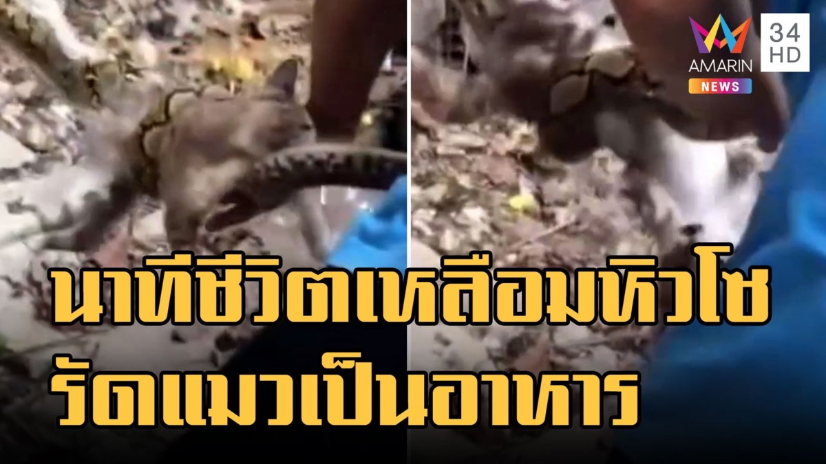 นาทีชีวิต น้องแมวโดนงูเหลือมหิวโซรัด ช่วยได้รอดหวุดหวิด