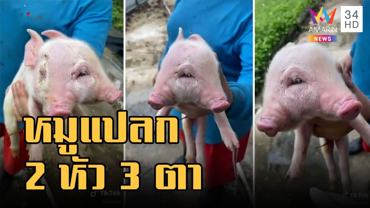 ฮือฮา หมูแปลก 2 หัว 3 ตา