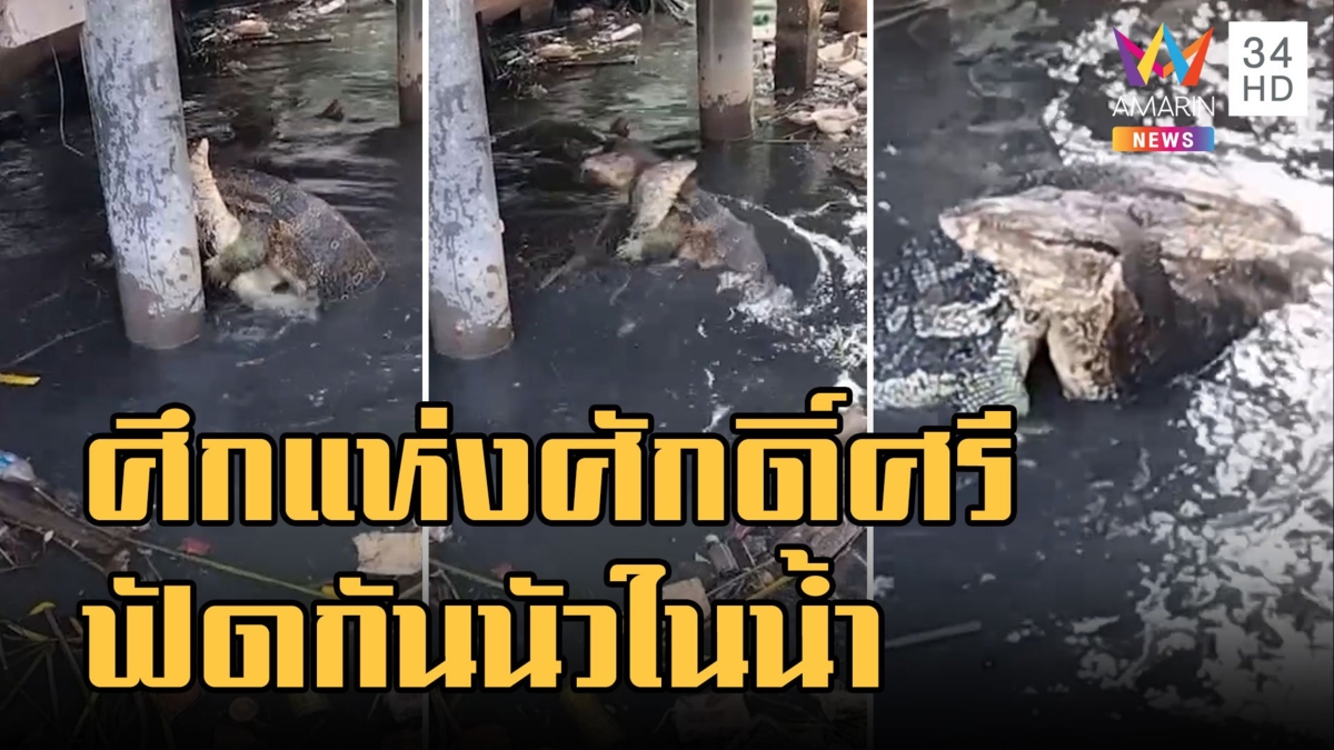 ศึกแห่งศักดิ์ศรี เหี้ยชิงหัวปลาดุก ฟัดกันนัวในน้ำ