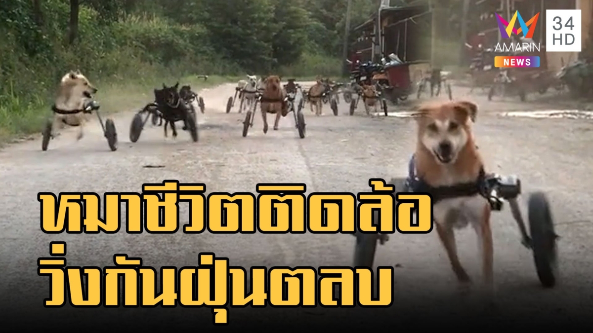 แก๊งน้องหมาวีลแชร์วิ่งฝุ่นตลบ โซเชียลชื่นชมสาวใจบุญ