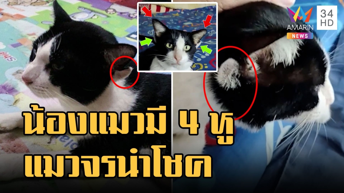น้องแมวไทยลายวัวมี 4 หู แมวจรนำโชคถูกหวยหลายรอบ