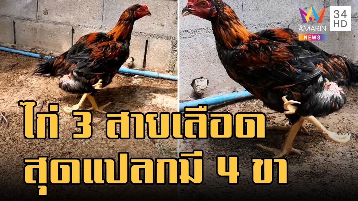 ไก่พันธุ์ 3 สายเลือด มี 4 ขา งอกมาต่อจากขาหลัง ใช้ชีวิตได้ปกติ