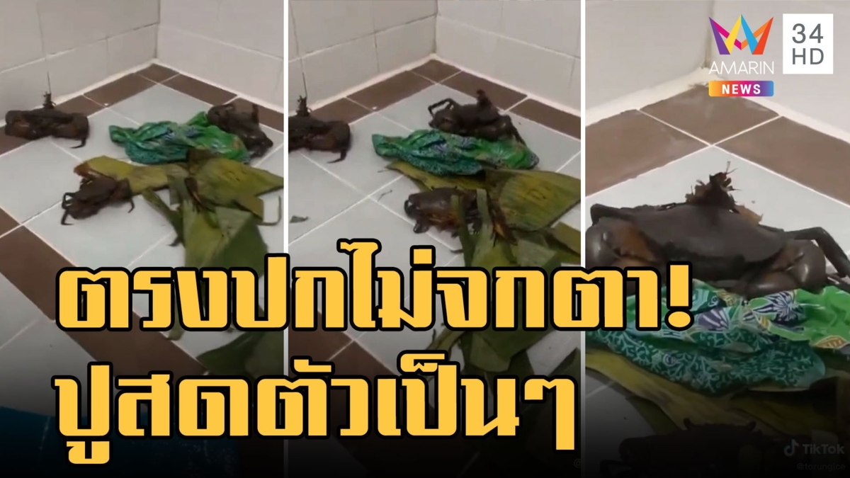 ปูสดตรงปกไม่จกตา ส่งมาแบบตัวเป็นๆ เปิดกล่องน้องเดินกันปร๋อเลย