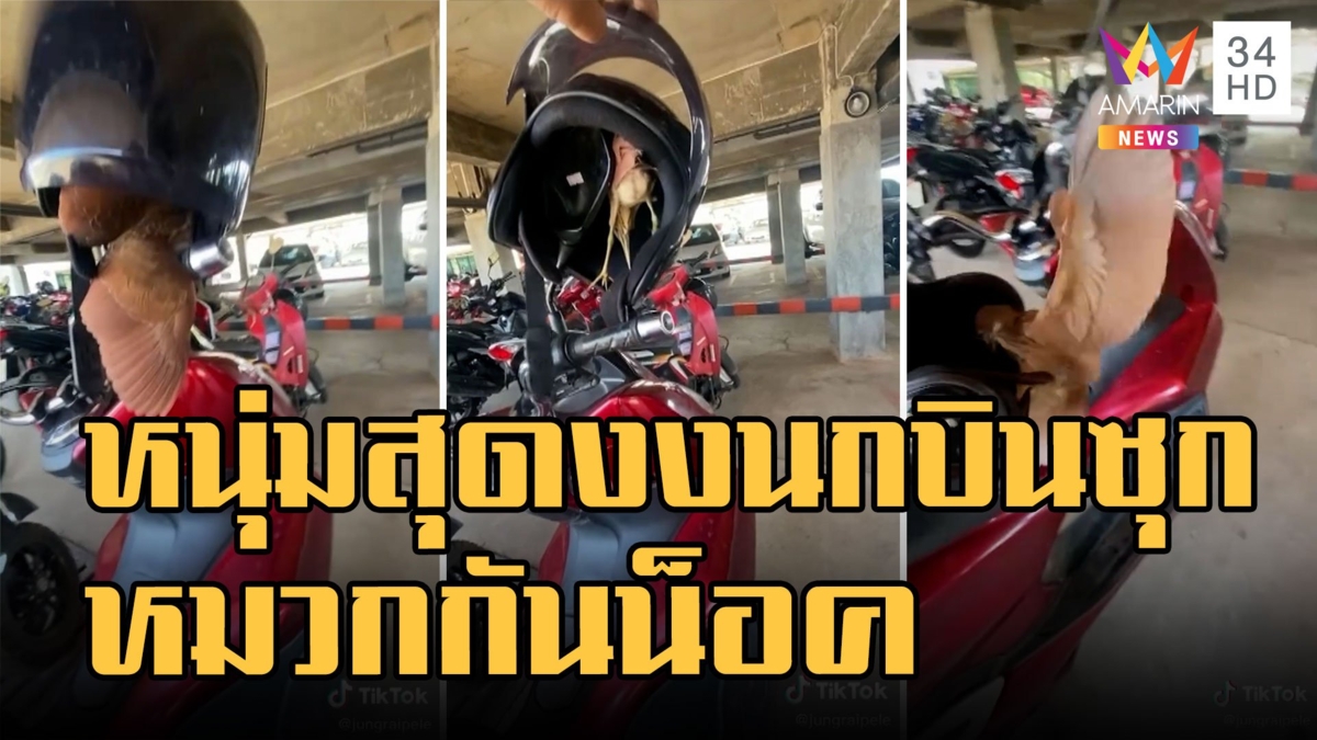 นกกระยางแดง แอบซุกหมวกกันน็อค ชาวเน็ตแห่ถามทะเบียน