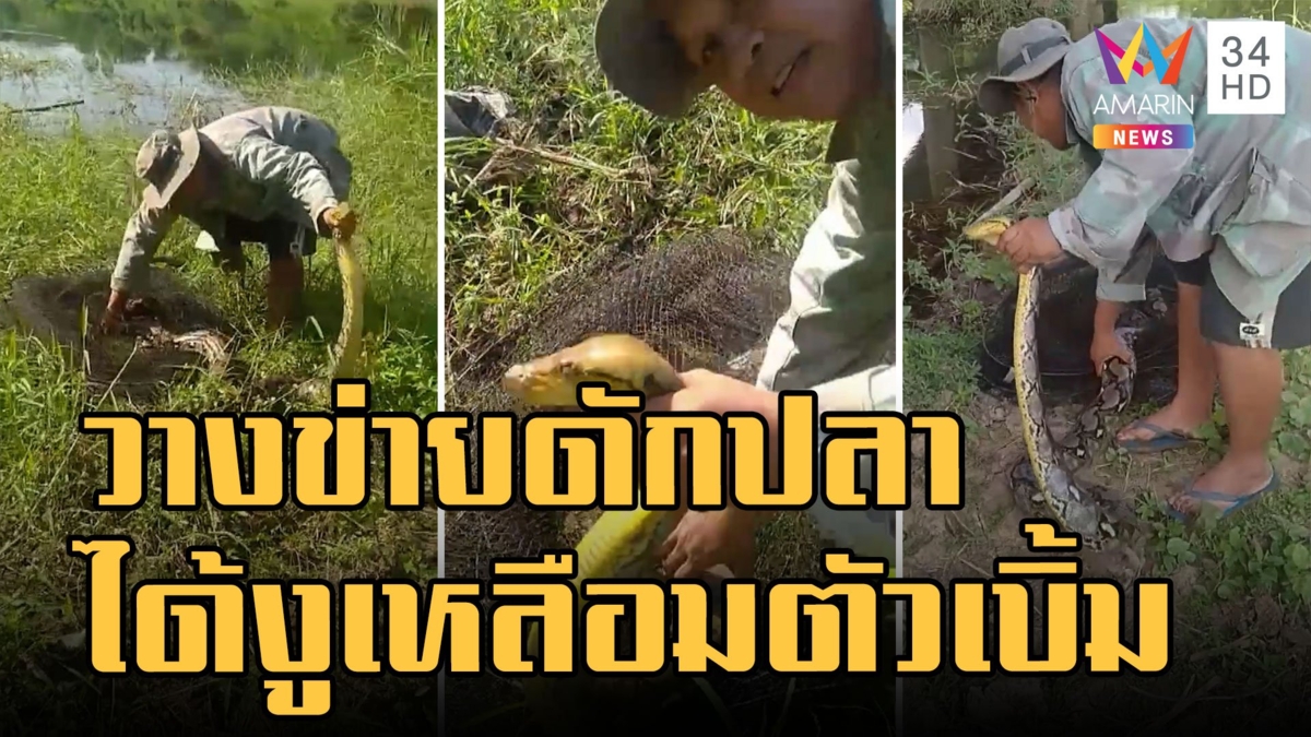 ดักปลาได้งูเหลือมตัวใหญ่มาก หมดแรงดิ้นอยู่นาน