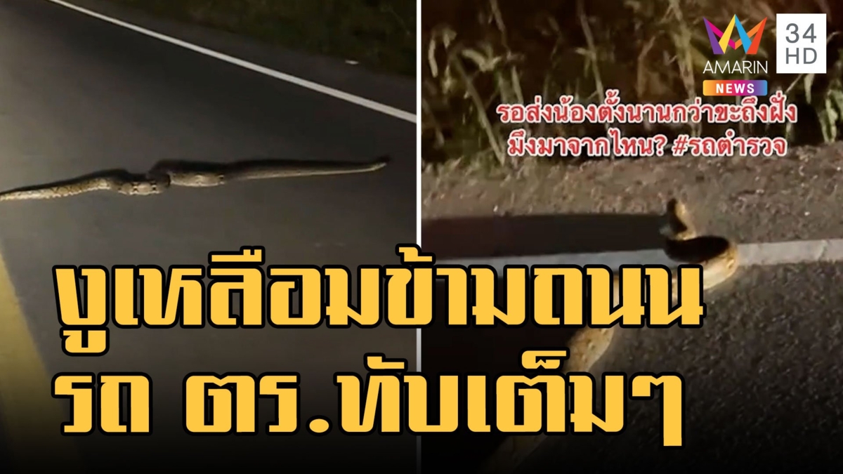 งูเหลือม เลื้อยข้ามถนน รถ ตร.ขับมาไม่เห็นทับเต็มๆ